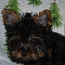 Boy 2 - Black and gold Yorkshire Terrier puppy in Maple Heights, Ohio from Yorkiesllc