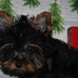 Boy 2 - Black and gold Yorkshire Terrier puppy in Maple Heights, Ohio from Yorkiesllc