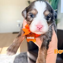 Bowzer - Merle male Bernedoodle puppy in West Haven, Utah from Split Mountain Doodles