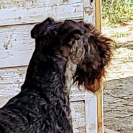 Panther - Lakeland Terrier