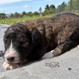Coffee bean - Lavender - Brown and white female Aussiedoodle puppy in Eolia, Missouri from Barefoot Kennel