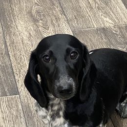 Oreo - Dachshund