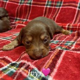Ivy - Chocolate and tan female Dachshund puppy in Aiken, South Carolina from State Eight Dachshunds