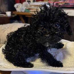 Timmy - Black male Yorkipoo puppy in Eden, Maryland from Canines  Unlimited