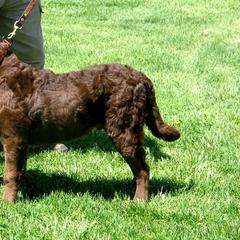 Chesapeake Bay Retrievers from Del Brave