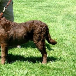 Chesapeake Bay Retrievers from Del Brave