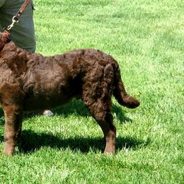 Chesapeake Bay Retrievers from Del Brave
