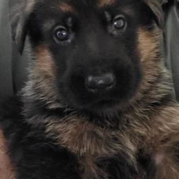 Zeus (Service Dog Ready) - Black and red male German Shepherd puppy in Jamesville, New York from Mark Carfagno's Pups