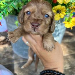 Chocolate based shaded cream dapple - Dapple female Dachshund puppy in Payette, Idaho from NT Mini Doxies