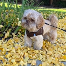 Mookie - Shih Tzu