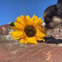 Pembroke Welsh Corgi Puppies from Top-Notch Paws