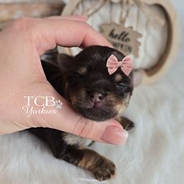 Avelyn - Chocolate and tan female Yorkshire Terrier puppy in Greenwood County, South Carolina from TCB Yorkies