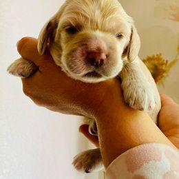 Cocker Spaniel Puppies from Cocker Spaniels