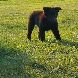 Australian Shepherd Puppies from Wild Magnolia Farms Aussies