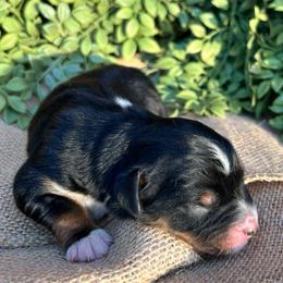 Calliope - Black tri-color female Australian Shepherd puppy in Butler, Georgia from Aussies at Howling Hill Farm
