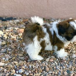 Shih Tzu Puppies from Willow Lane Shih Tzus