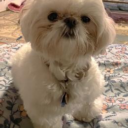 Babette - Shih Tzu