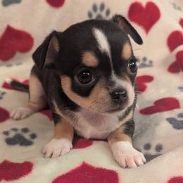 Presly - Chocolate and white male Chihuahua puppy in Topeka, Kansas from Barbie's Baby Chihuahuas