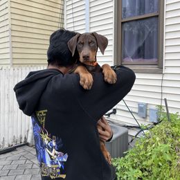 Doberman Pinscher Puppies from Ranchers Companion Doberman Kennel