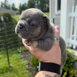 Blue Masked Tan Point Girl - Tricolors female French Bulldog puppy in Grafton, Ohio from K&J Frenchies