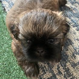 Shih Tzu Puppies from Denise's Shih Tzus