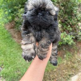 Bowen - Sable male Shih Tzu puppy in Bastrop, Louisiana from Happy Scout's Shih Tzu's