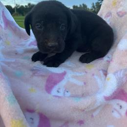 Male 4 - Black male Labrador Retriever puppy in Centerville, Pennsylvania from Rose Haven Farm