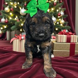 Mary - Phantom female Goldendoodle puppy in Prosperity, Pennsylvania from Stelladoodles & Company