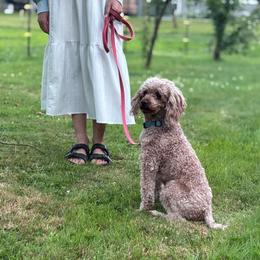 Charlie - Poodle