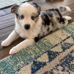Miniature Australian Shepherd and Toy Australian Shepherd Puppies from Beasley Acres Aussies