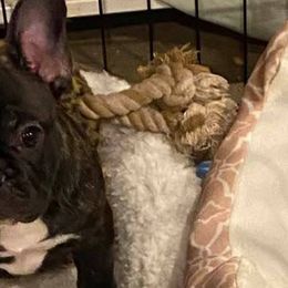 Bullmastiffs and French Bulldogs from Misfit Kennels