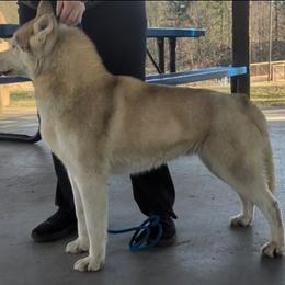 Blue - Siberian Husky