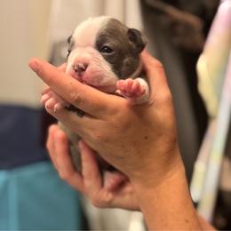 Richard - Lilac male Boston Terrier puppy in Red Rock, Arizona from Cortes Boston Terriers