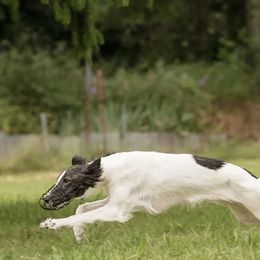Silken Windhounds from Sundance Silkens