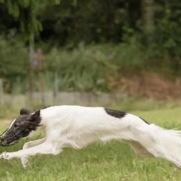 Silken Windhounds from Sundance Silkens