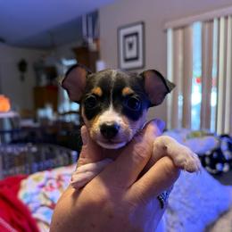 Misty Pup D - White black and tan female Toy Fox Terrier puppy in Clermont, Florida from Debbie Hiles's Toy Fox Terriers