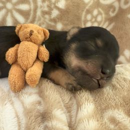 Miniature Schnauzer puppies from Stellar Schnauzers