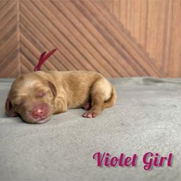 Violet Girl - Red  female Goldendoodle puppy in Modesto, California from Two Doods Doodles
