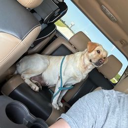 Cruz - Labrador Retriever