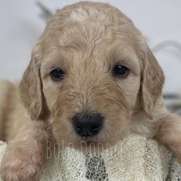 Little Boy Grey - Cream Assorted Doodle Crosses puppy in Clinton, Montana from BoLo Doodles