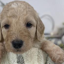 Little Boy Grey - Cream Assorted Doodle Crosses puppy in Clinton, Montana from BoLo Doodles