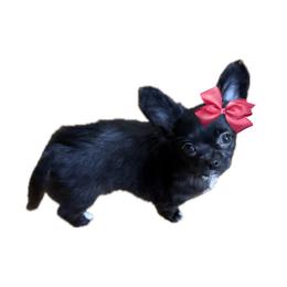 Chihuahua puppies from Cincy Chis