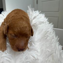 Pink collar female - Red  female Poodle puppy in San Benito, Texas from Irene's Poodles