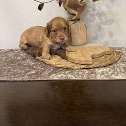 Dachshund Puppies from DL Mini Dachshunds