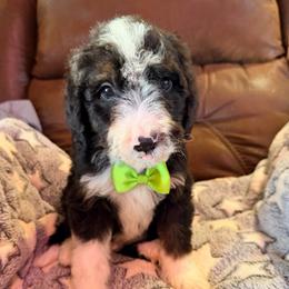 Vega -with training - Tri-color male Bernedoodle puppy in Boonville, North Carolina from Doods & Dolls
