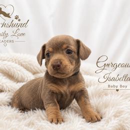 Gorgeous baby boy - Fawn (isabella) and cream male Dachshund puppy in Chino Valley, Arizona from Dachshund Family Love Breeders