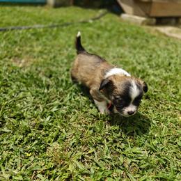 Mikey - Sable spotted white male Chihuahua puppy in Gray, Louisiana from Chi Chi's Place LLC