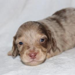 Binx - Dapple male Dachshund puppy in Powderly, Texas from Kuttin’ Up Mini Aussies