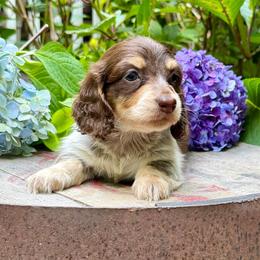 Chocolate Piebald Boy - Chocolate and tan male Dachshund puppy in Fletcher, North Carolina from Lion's Gate Dachshunds