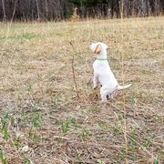 Pointer and Weimaraner Puppies from Silvershot Weimaraners and Pointers